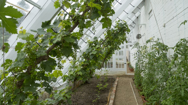 Vines grow up the walls inside this glass house